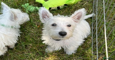 West Highland Terrier dogs - Advert 2