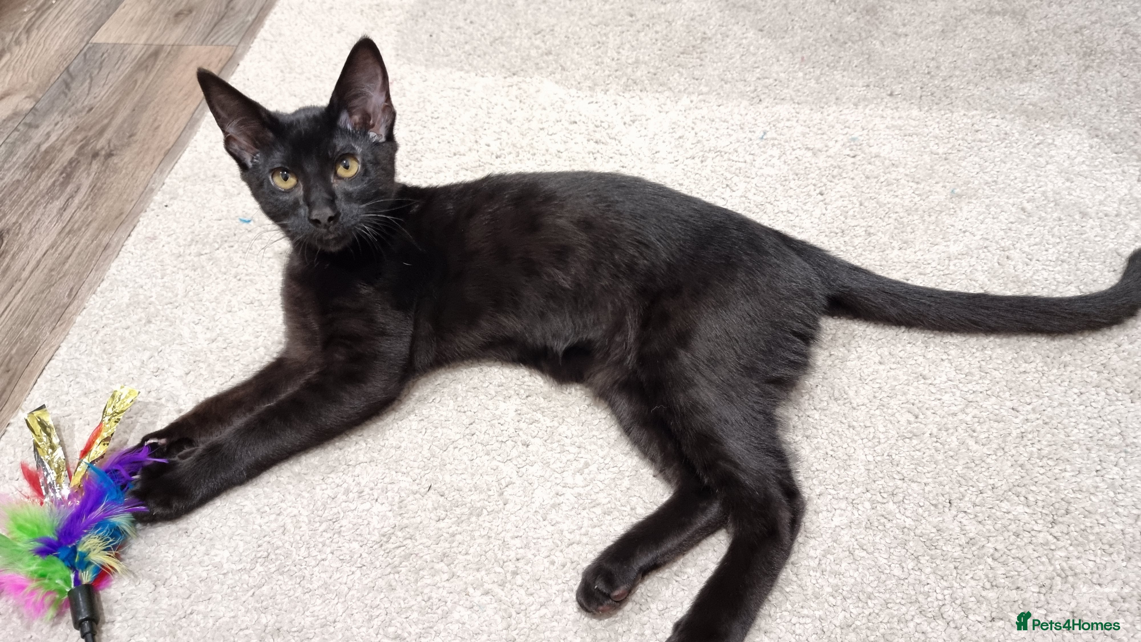Savannah cats Gorgeous f5 Melanistic girl. Ready for new home!  - Advert 1