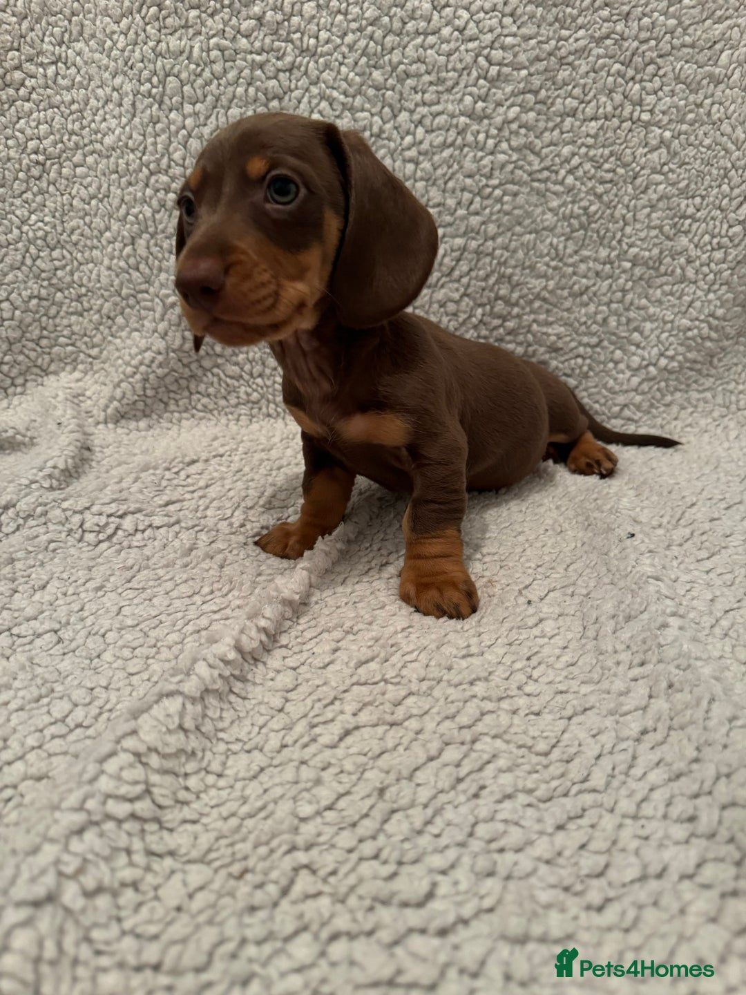 Miniature Dachshund dogs for sale: Miniature dachshund READY NOW - Advert 10