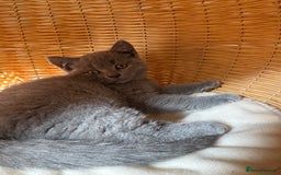 British Shorthair cats for sale: British blue short hair - Image 4