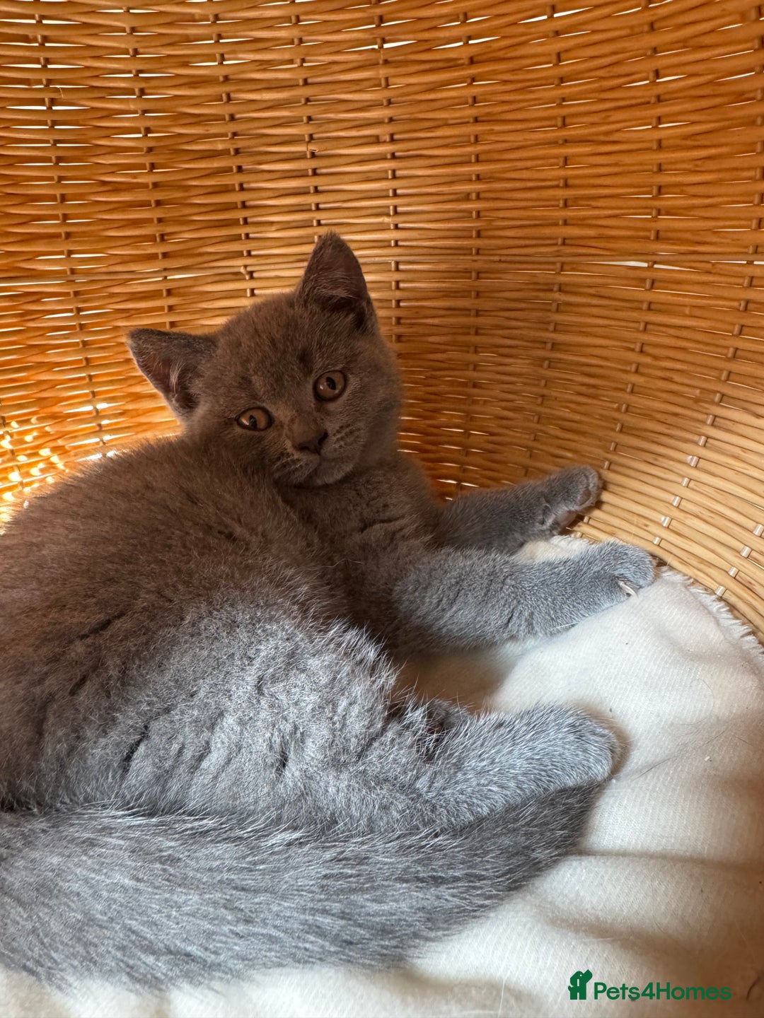 British Shorthair cats for sale: British blue short hair - Image 4