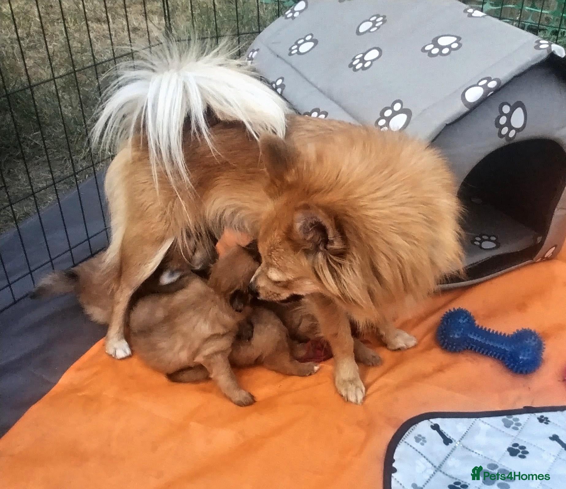 Pomeranian dogs 1 girl and 2boys - Advert 18