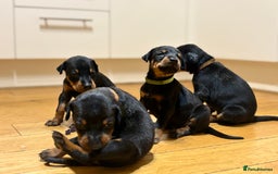 Dobermann dogs for sale: 🌟🌟KC Dobermanns - 38+ Champions in Bloodline🌟🌟 in London - Image 12