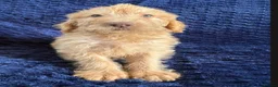 Labradoodle dogs for sale: Ready Now! Beautiful F1b Labradoodles  - Advert 23