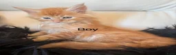 Maine Coon cats for sale: Beautiful Red Maine coone babies  - Advert 10
