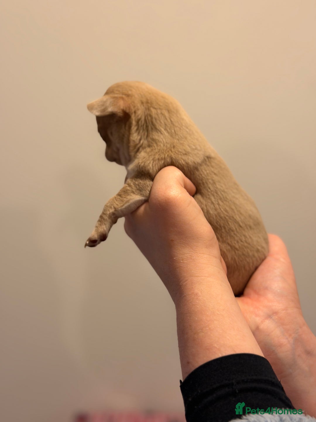 Chihuahua dogs for sale: Tiny apple head chihuahuas - Image 12