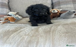 Cockapoo dogs for sale: Gorgeous F1 cockapoo puppies  - Image 14