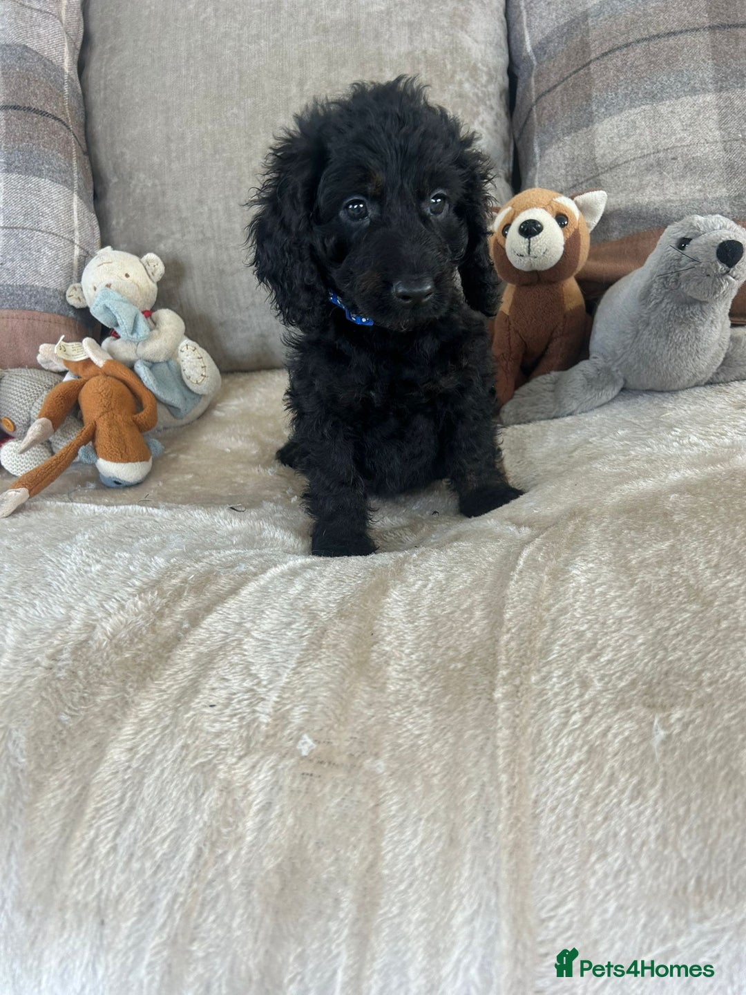 Cockapoo dogs for sale: Gorgeous F1 cockapoo puppies  - Image 14