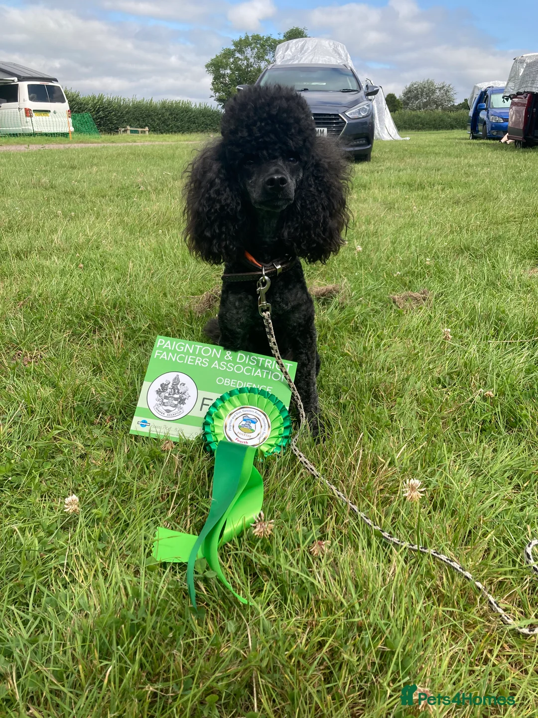Toy Poodle dogs for stud: Health Tested Toy poodle for stud in Wareham - Advert 7