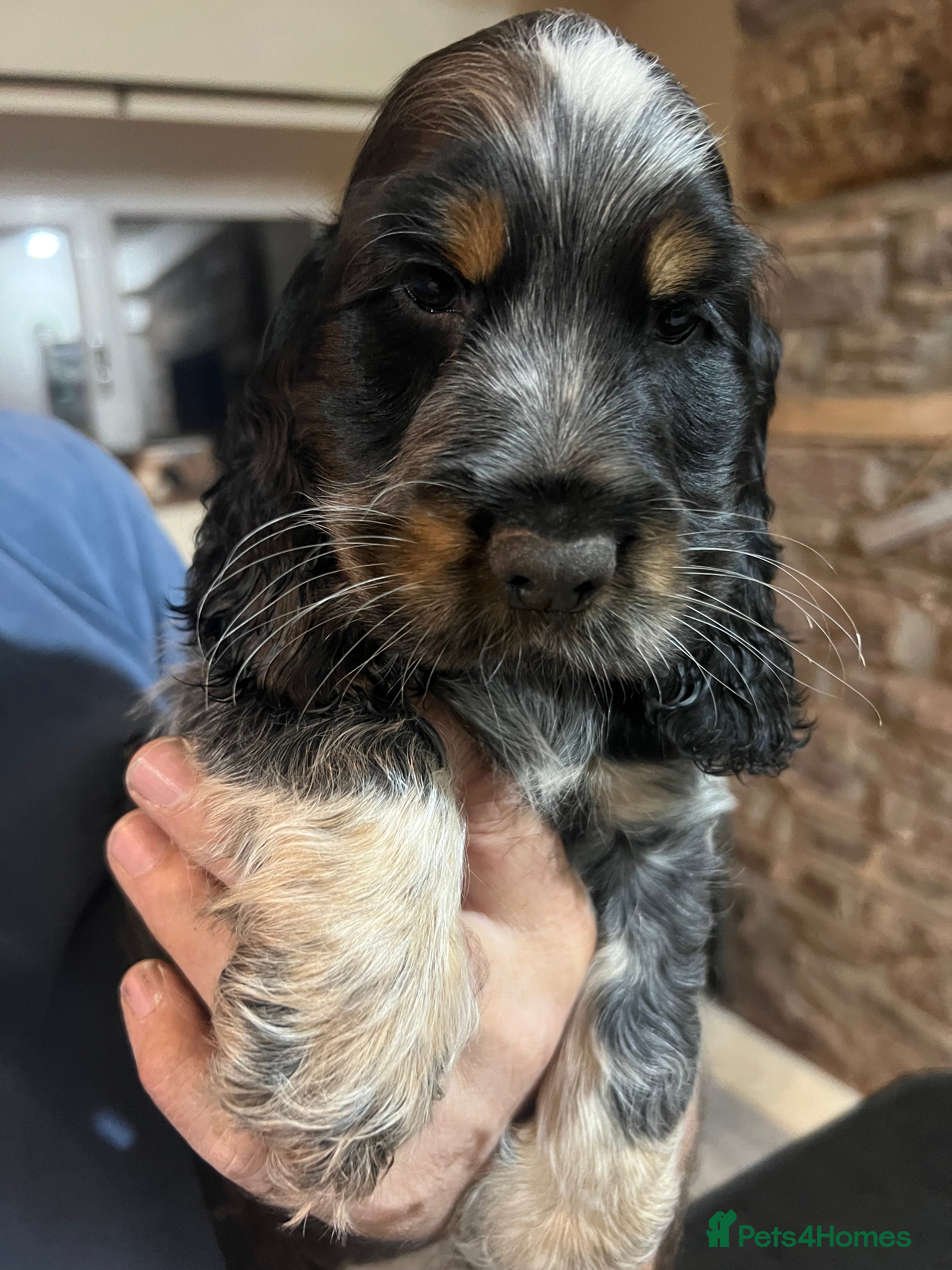 Cocker Spaniel dogs Chunky cocker pups  - Advert 12