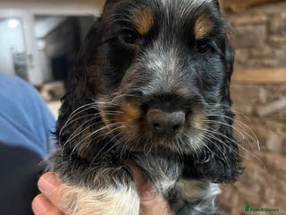 Cocker Spaniel dogs Chunky cocker pups - Advert 12