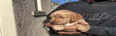 Cocker Spaniel Puppy 3