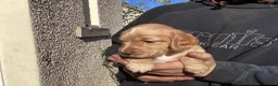 Cocker Spaniel dogs for sale: Cocker spaniel pups  - Advert 9