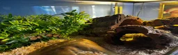 Corn Snake reptiles for sale: Male and Female corn Snakes - Advert 3