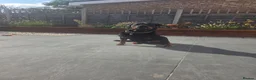 Rottweiler dogs for sale: Hi i have my rottweiler for sale  - Advert 11