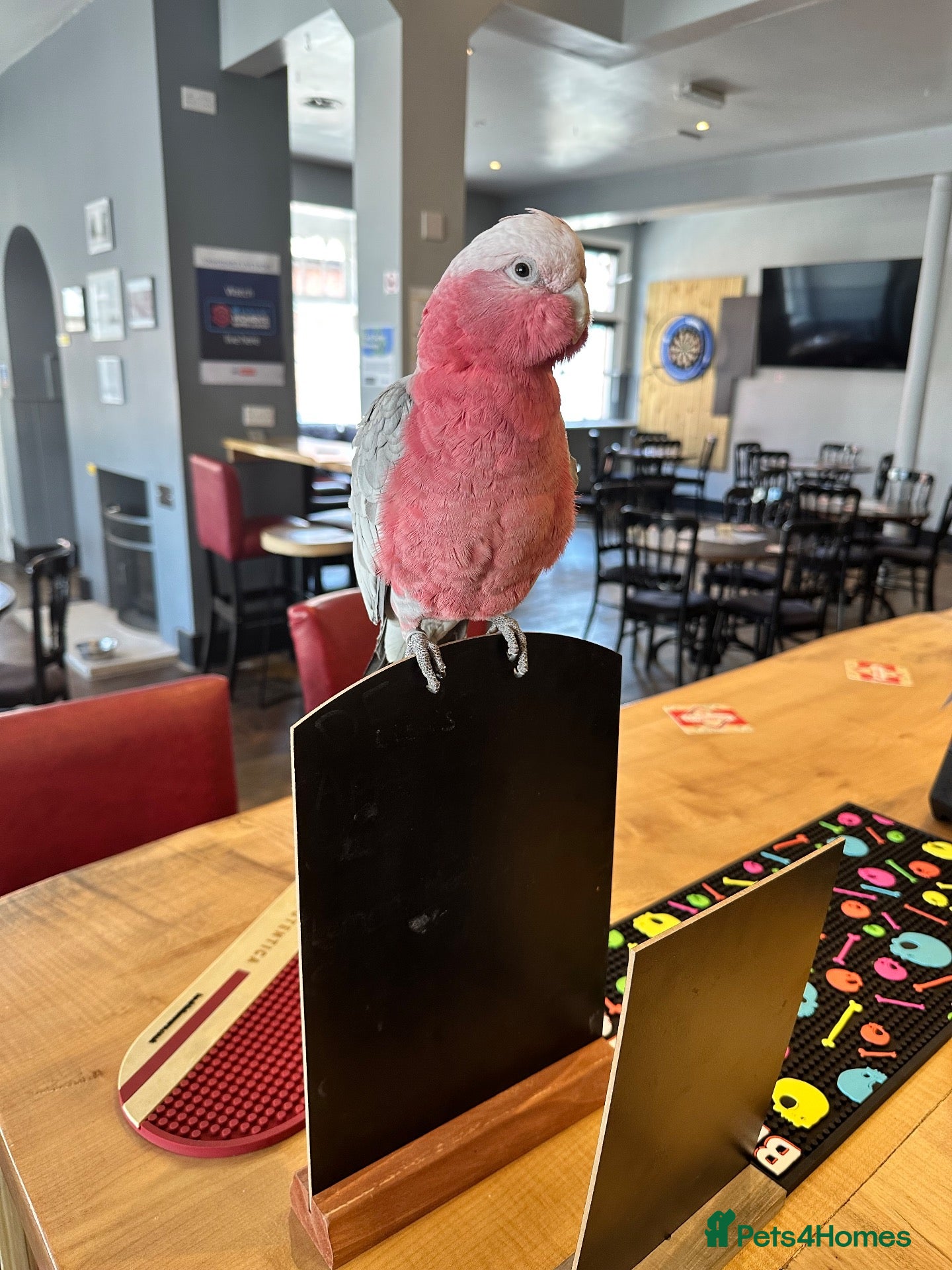 Parrots birds Pink galah  - Advert 13
