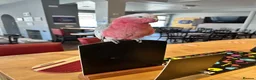 Parrots birds for sale: Pink galah  - Advert 1