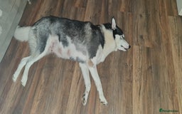 Siberian Husky dogs for sale: Siberian Husky for sale - Image 18