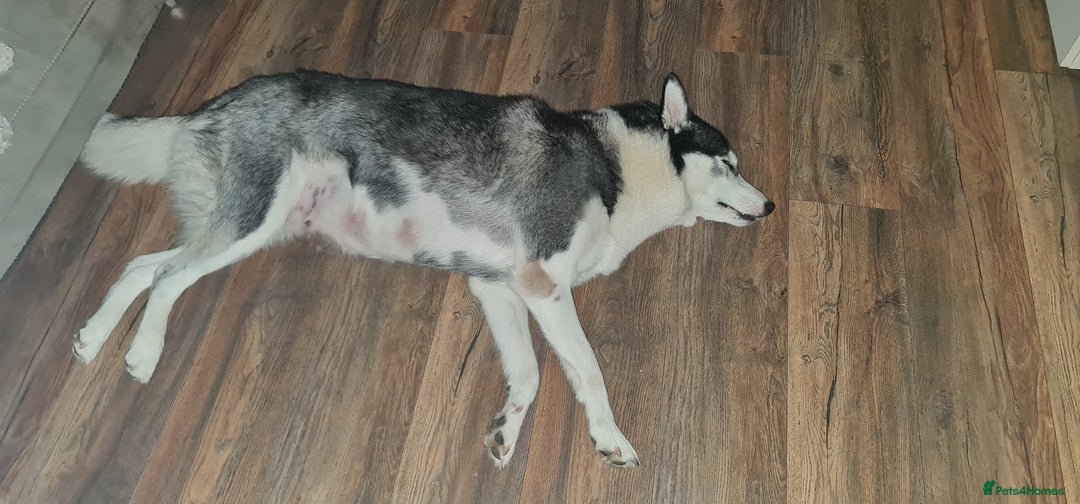 Siberian Husky dogs for sale: Siberian Husky for sale - Image 18