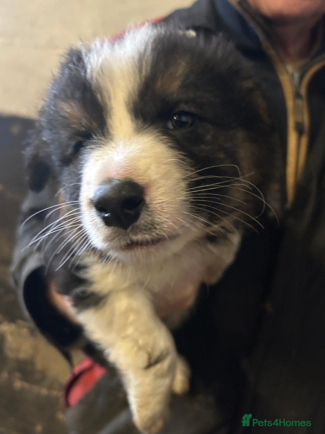 Border Collie dogs for sale: Border Collie Puppies  - Advert 5