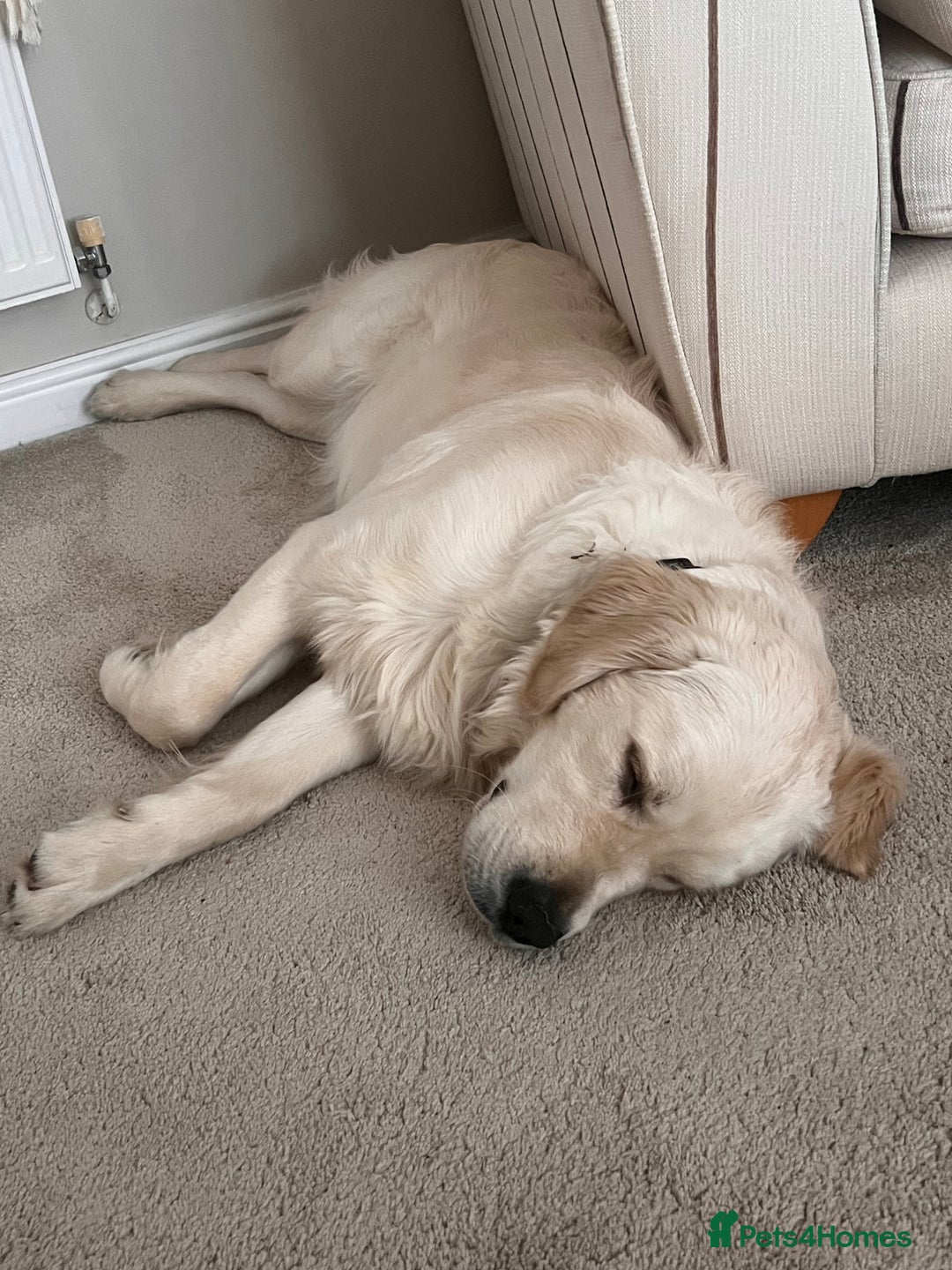 Golden Retriever dogs for sale: Male Golden Retriever  - Image 6