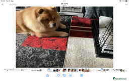 Chow Chow dogs for sale: 8 year old Chow Chow for sale - Image 1