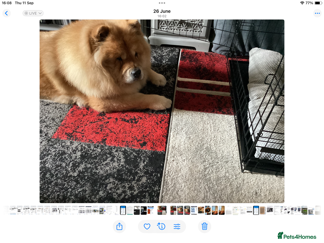 Chow Chow dogs for sale: 8 year old Chow Chow for sale - Image 1