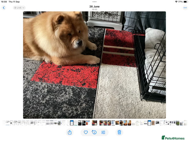 Chow Chow dogs - Advert 6