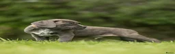 Cane Corso dogs for sale: 5 Towns Italian cane corso spring litter  - Advert 3