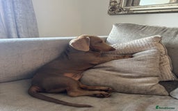 Dachshund dogs for sale: Lilac & Tan dachshund  - Image 2