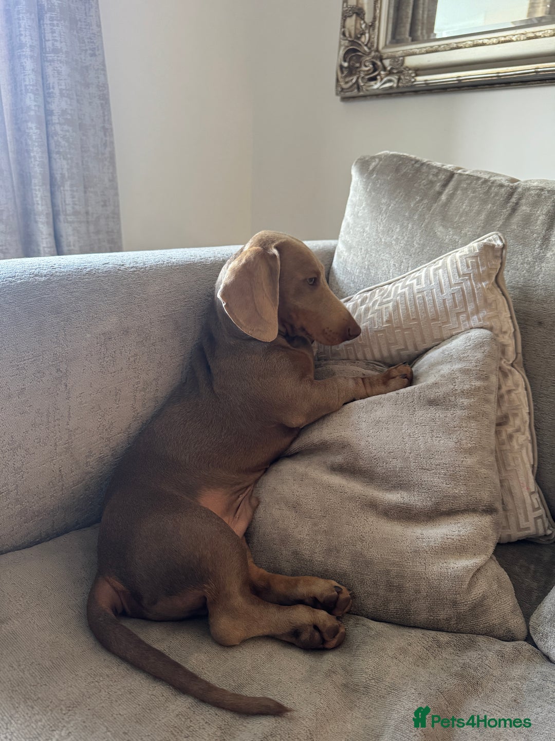 Dachshund dogs for sale: Lilac & Tan dachshund  - Image 2