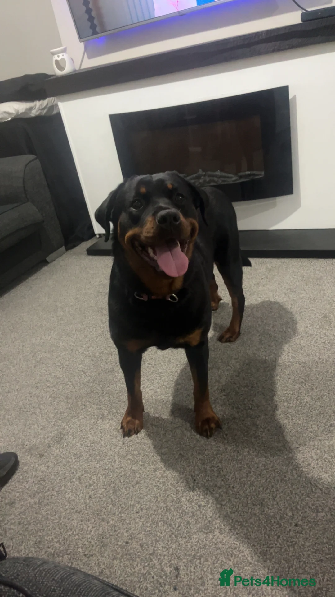 Rottweiler dogs for sale: Female Rottweiler  - Advert 8