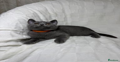 British Shorthair cats - Advert 5
