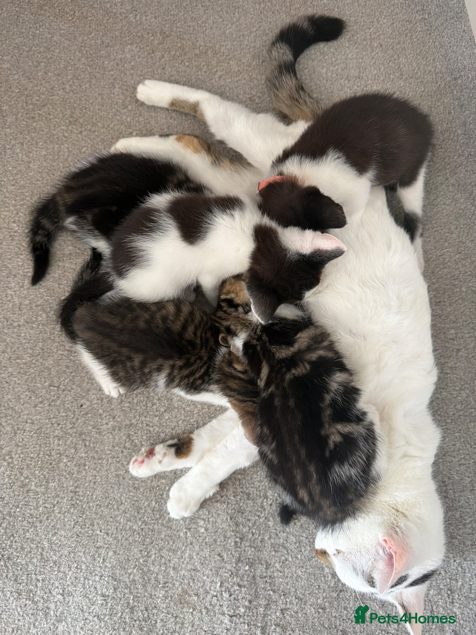 Mixed Breed cats Beautiful babies available - Advert 1