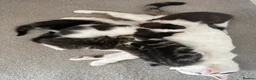 Mixed Breed cats for sale: Beautiful babies available - Advert 1