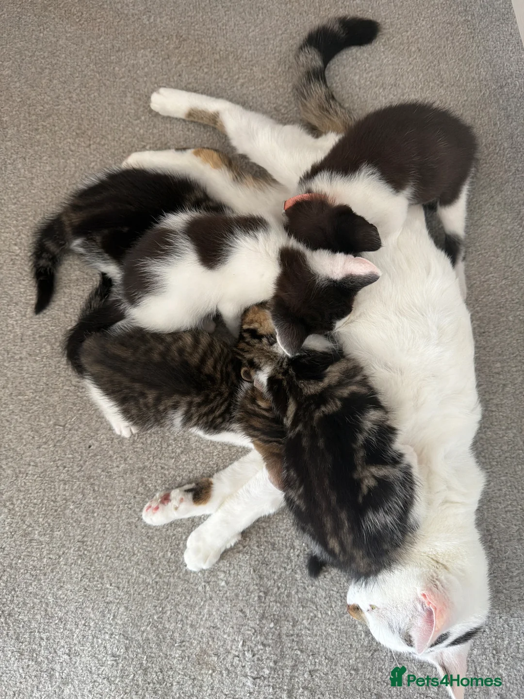 Mixed Breed cats for sale: Beautiful babies available - Advert 1