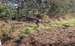 Whippet dogs for stud: KC Whippet - Heart test clear in Market Drayton - Image 4