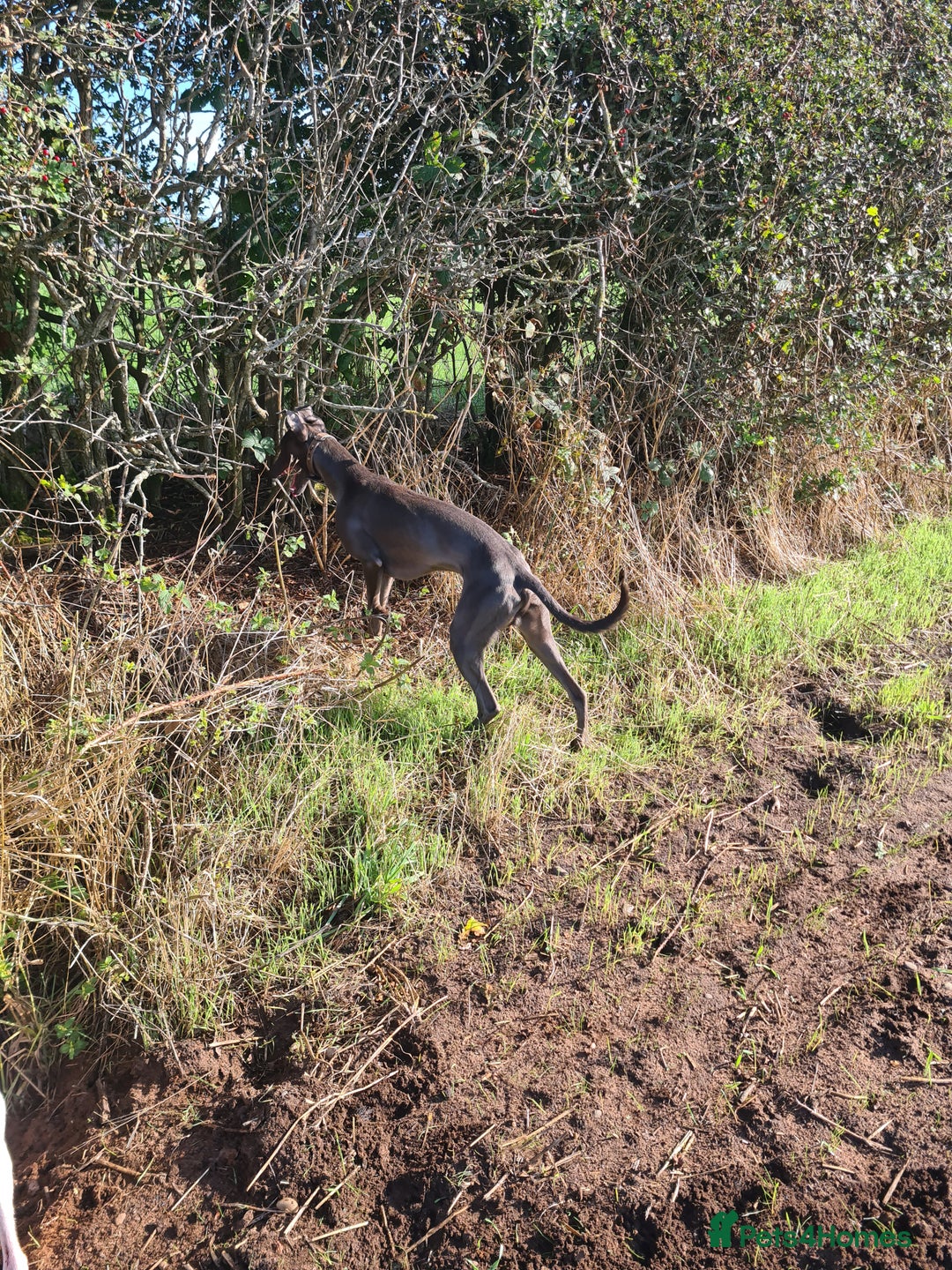 Whippet dogs for stud: KC Whippet - Heart test clear in Market Drayton - Image 4