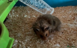 Hamster rodents for sale: Rolo our fluffy Syrian hamster  - Image 4