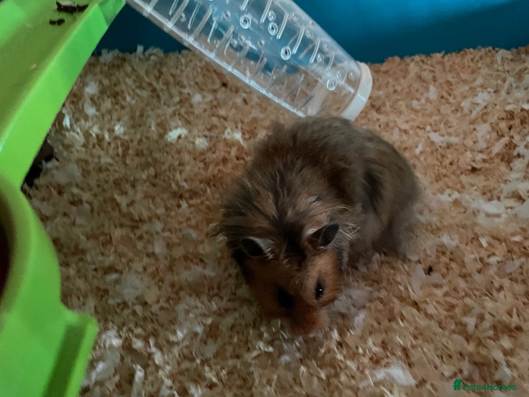 Hamster rodents for sale: Rolo our fluffy Syrian hamster  - Image 4