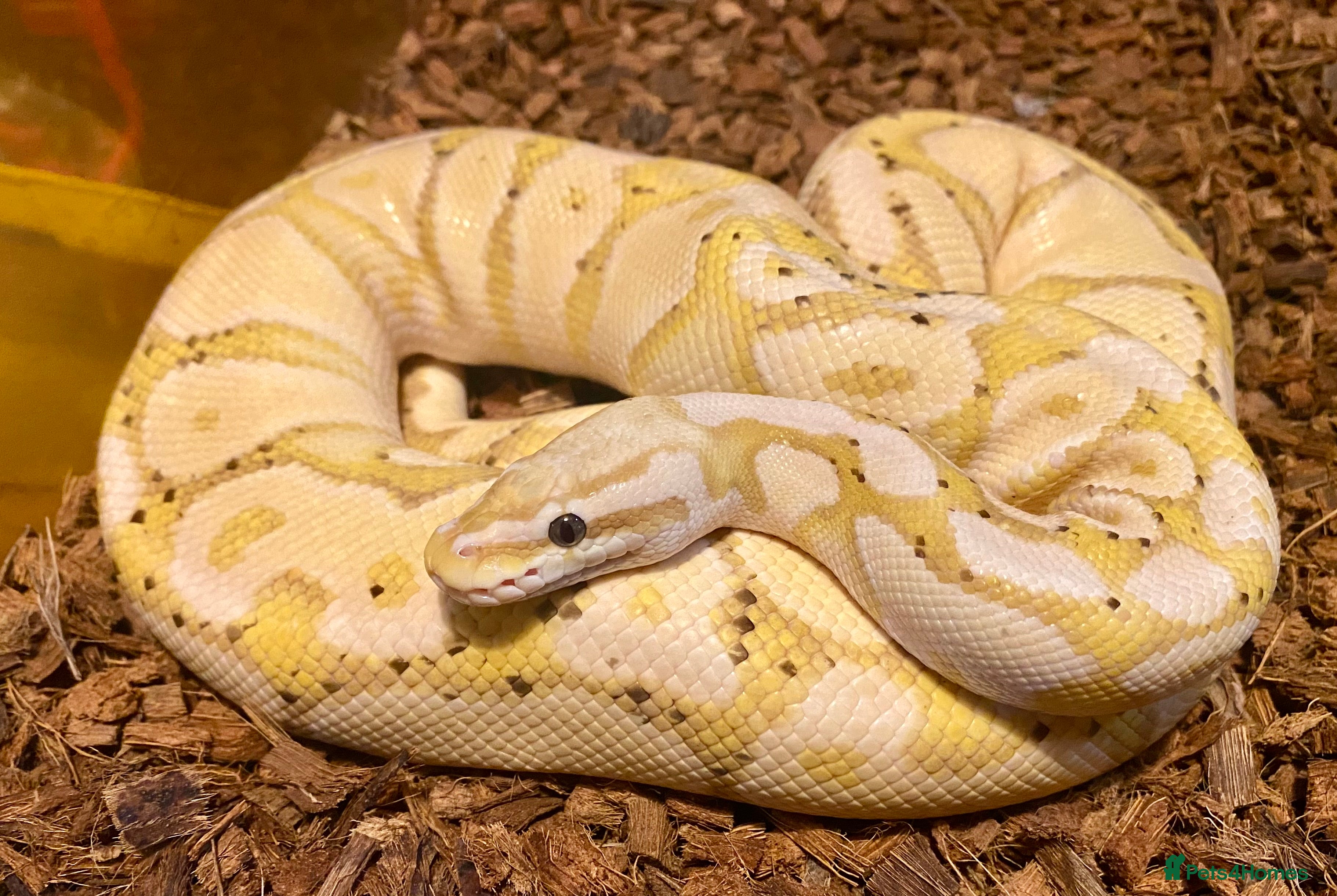 Python Snake reptiles Royal pythons looking for new home - Advert 1