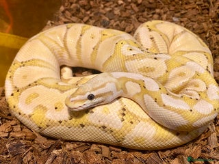 Python Snake reptiles Royal pythons looking for new home - Advert 1