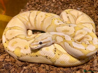 Python Snake reptiles Royal pythons looking for new home - Advert 5