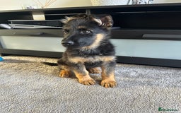 German Shepherd dogs for sale: Full Pedigree German Shepherd- Show Quality  - Image 3