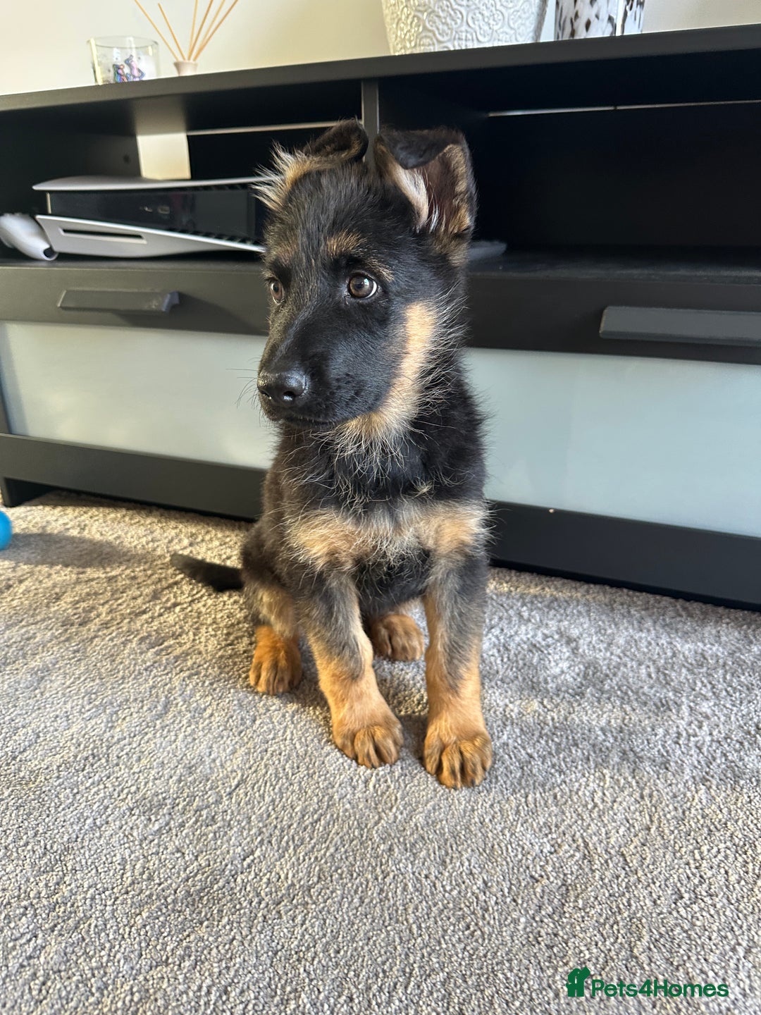 German Shepherd dogs for sale: Full Pedigree German Shepherd- Show Quality  - Image 3