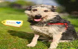 Mixed Breed dogs for adoption: 💙🐶 THEO 🐶💙 - Image 2