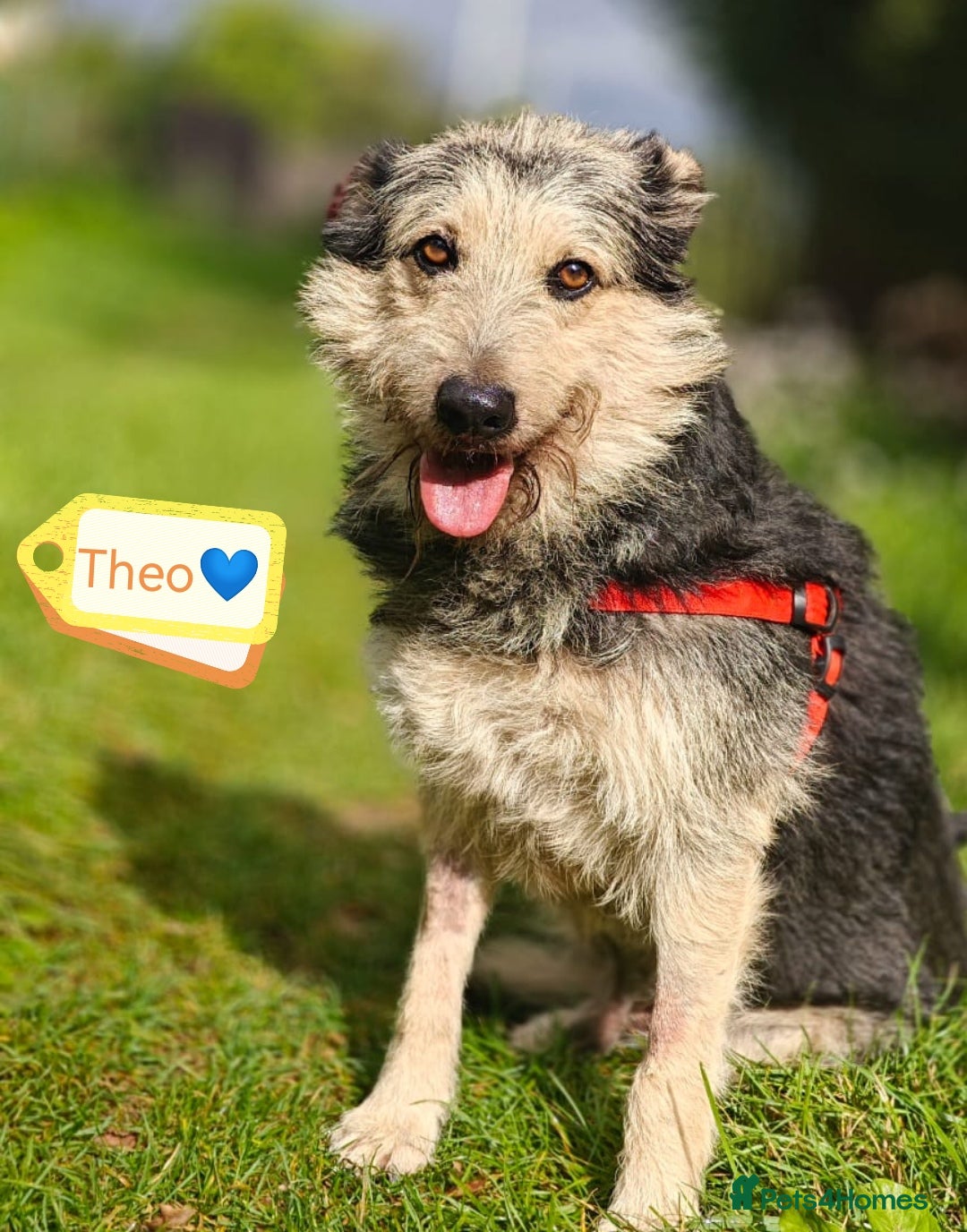 Mixed Breed dogs for adoption: 💙🐶 THEO 🐶💙 - Image 2