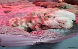 English Bulldog dogs for sale: Beautiful Litter Of New English Bulldog Puppies - Image 1