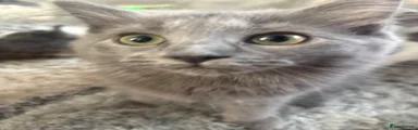 Ragdoll 6