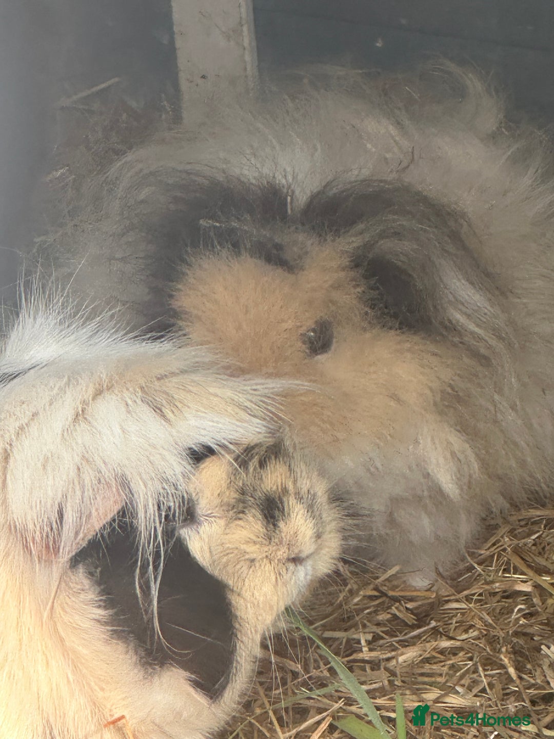 Guinea Pig rodents for sale: 5 gorgeous female guinea pigs - Image 6
